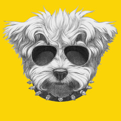 Portrait of Maltese Poodle with sunglasses and collar,  hand-drawn illustration