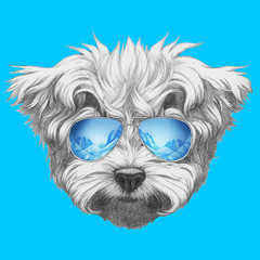 Portrait of Maltese Poodle with mirrored sunglasses,  hand-drawn illustration