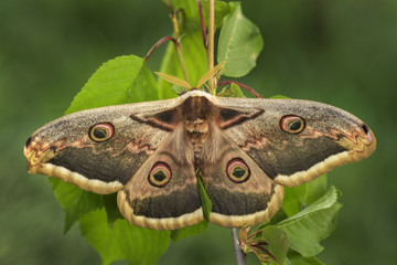 Great Peacock Moth - Saturnia pyri, beautiful large moth from Europe, Czech Republic.