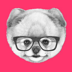 Portrait of Pomeranian with glasses,  hand-drawn illustration