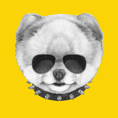 Portrait of Pomeranian with sunglasses and collar,  hand-drawn illustration