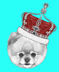 Portrait of Pomeranian with crown,  hand-drawn illustration