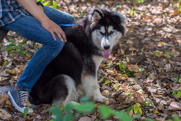 Siberian dog in the woods with a young man.