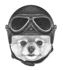 Portrait of Pomeranian with vintage helmet,  hand-drawn illustration