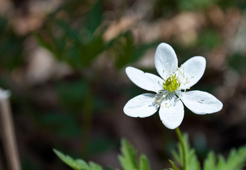 The first spring flower. Snowdrop.