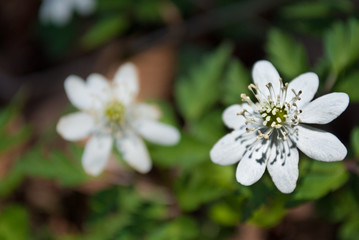 The first spring flower. Snowdrop.