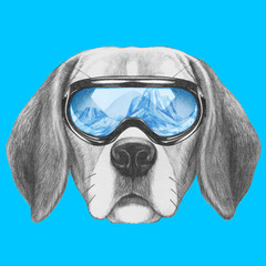 Portrait of Beagle with goggles,  hand-drawn illustration
