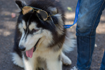 Close up Siberian dog wear glasses in the road woods with a young man.