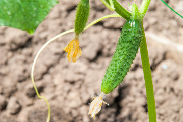Young plant cucumber with yellow flowers