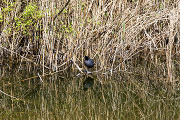 quarry lake  in Remerschen