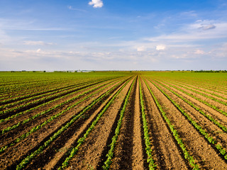 Green ripening soybean field, agricultural landscape