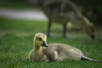 Küken im Gras