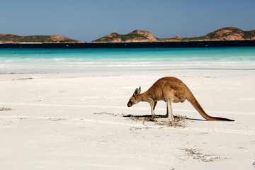 Kangaroo on the Beach, Lucky Bay, Cape Le Grand National Park, Australien