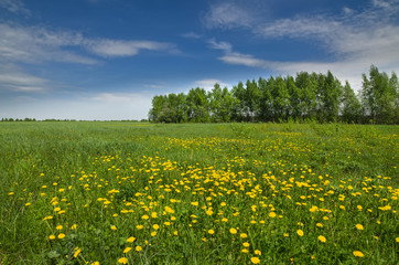 Grove at the edge of the field