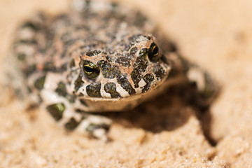 a frog on the sand