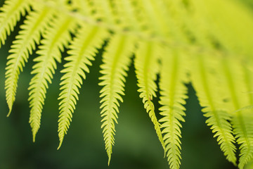 fern leaf as background