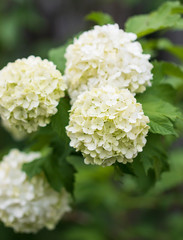 white small flowers on a branch