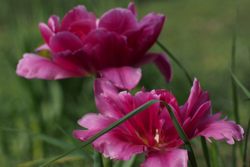 Obraz na płótnie Canvas pink tulips on green background
