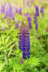 Wild blue beautiful lupine flowers grow in a field among the green grass. Spring flowering in nature concept. Background, copyspace