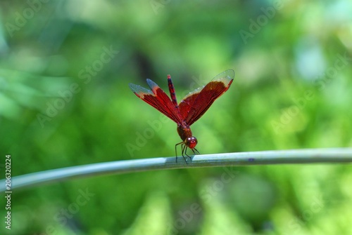 Insect Nature Dragonfly Red Macro Bug Green Fly