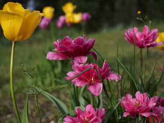 pink tulips on green background