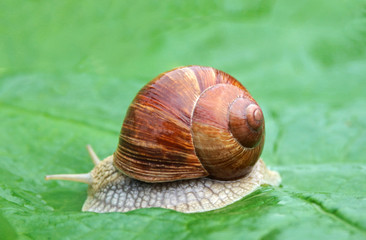 Roman snail on a rhubarb leaf