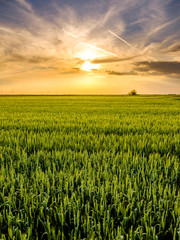 Green wheat field, agricultural landscape.