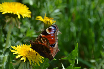 Papillon de jour ou papillon cocarde sur une fleur de pissenlit, pollinisateur sur Dent de Lion, Alsace, France