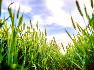 Green wheat field, agricultural landscape.