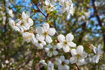 Flowering cherry in spring with white flowers. Close-up. Abstract background.