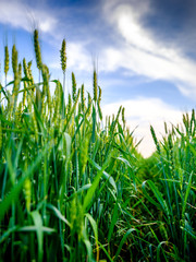 Green wheat field, agricultural landscape.
