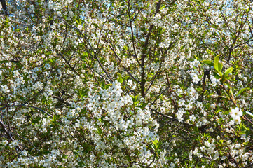 Flowering cherry in spring with white flowers. Overall plan. Abstract background.