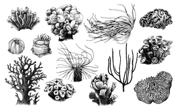 Hand drawn collection of corals reef plants