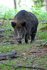 Wildschwein