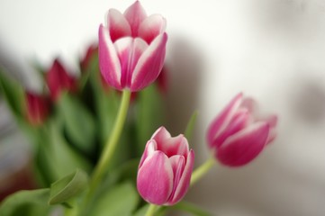 Tulip