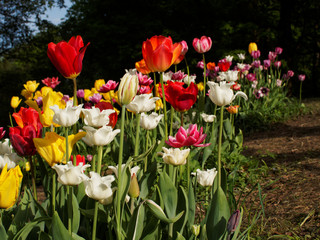 colored tulips on the background 