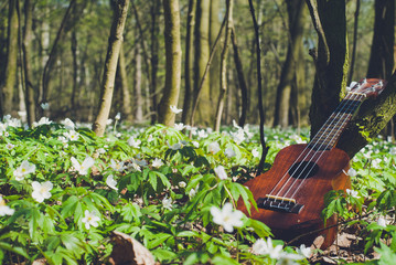 ukulele forest 