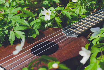 ukulele forest 