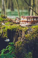  coffee percolator, picnic