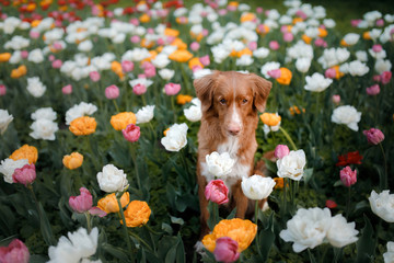 red-haired dog in tulip flowers. Pet in summer in nature. Nova Scotia Duck Tolling Retriever, Toller