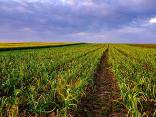 Fototapeta na wymiar Garlic plants on a field, green agiricultural field