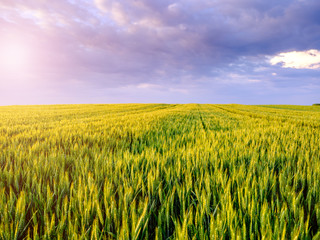 Green wheat field, agricultural landscape.