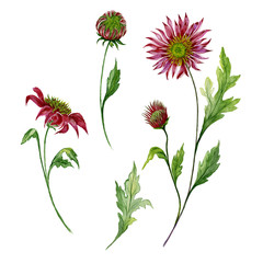 Beautiful floral set. Red chrysanthemum (flowers on stems with leaves and closed buds) isolated on white background. Watercolor painting.