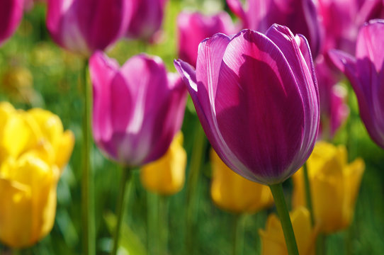 beautiful tulips on a summer day 