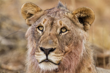 Young Male Lion portrait in Erindi Private Game Reserve in Namibia
