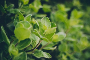 Close up beautiful green bush in the garden