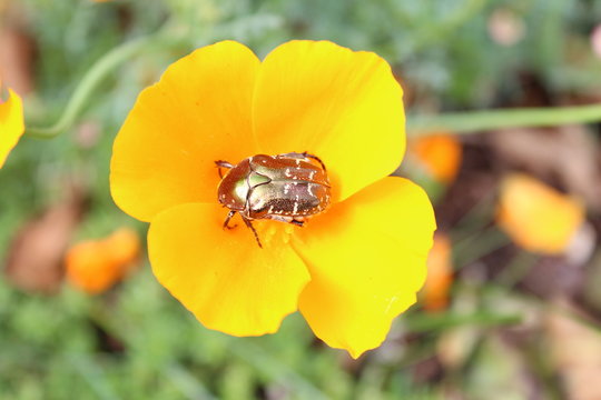 Rosenk&auml;fer in einer Mohnbl&uuml;te