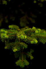 Aghi di albero di pino