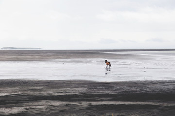 Fototapeta na wymiar Icelandic Horse, Arctic Ocean