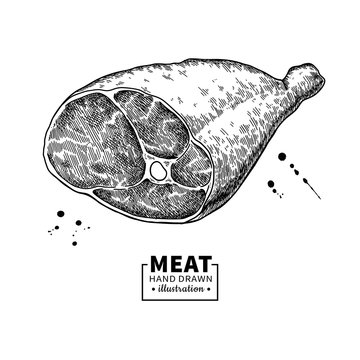 Parma ham vector drawing. Hand drawn hamon meat illustration. Italian prosciutto